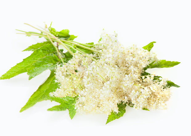 Медуника природни аспирин